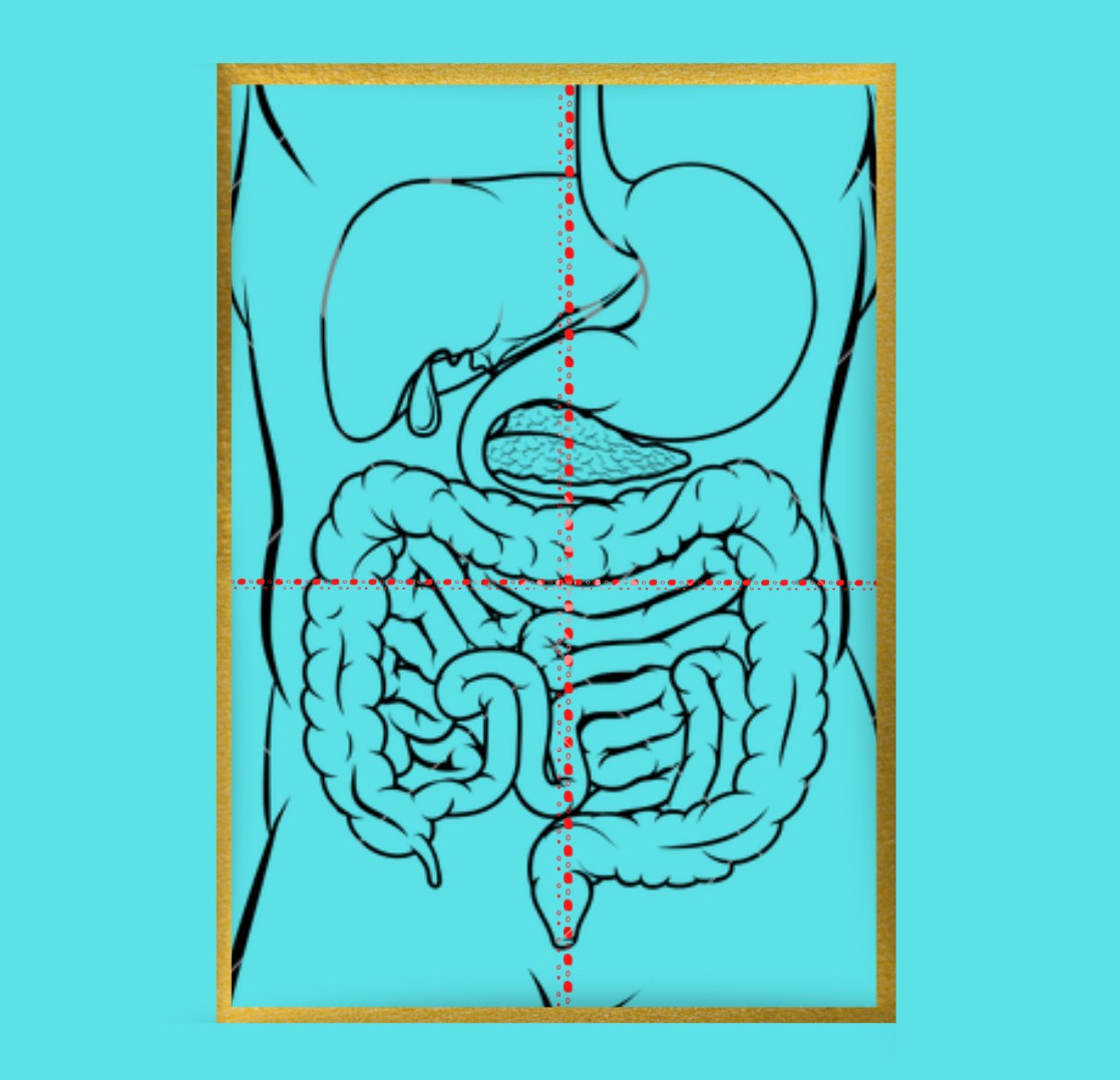 The abdominal quadrants 