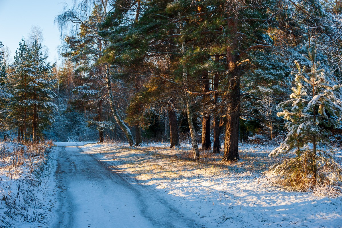 A Walk in the Wintery Woods