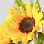 Sunflower1234's avatar'