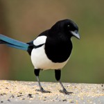 sprakskatan's avatar'