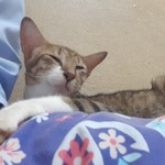 Hana's avatar'