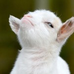 Goaty's avatar'