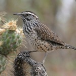 cactus-wren's avatar'