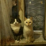 nisaasyo's avatar'