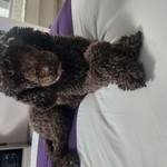 Deth_By_Banana_Gun's avatar'