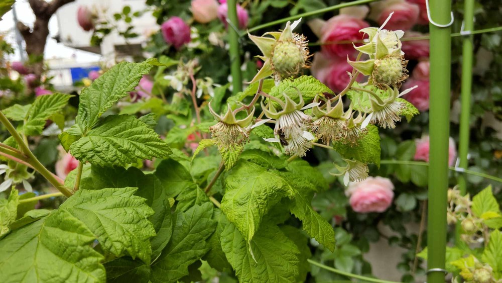yumiyumayume | A Story of Raspberries in My Garden