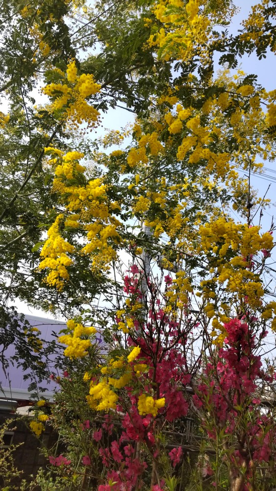 yumiyumayume | My Mimosa Tree