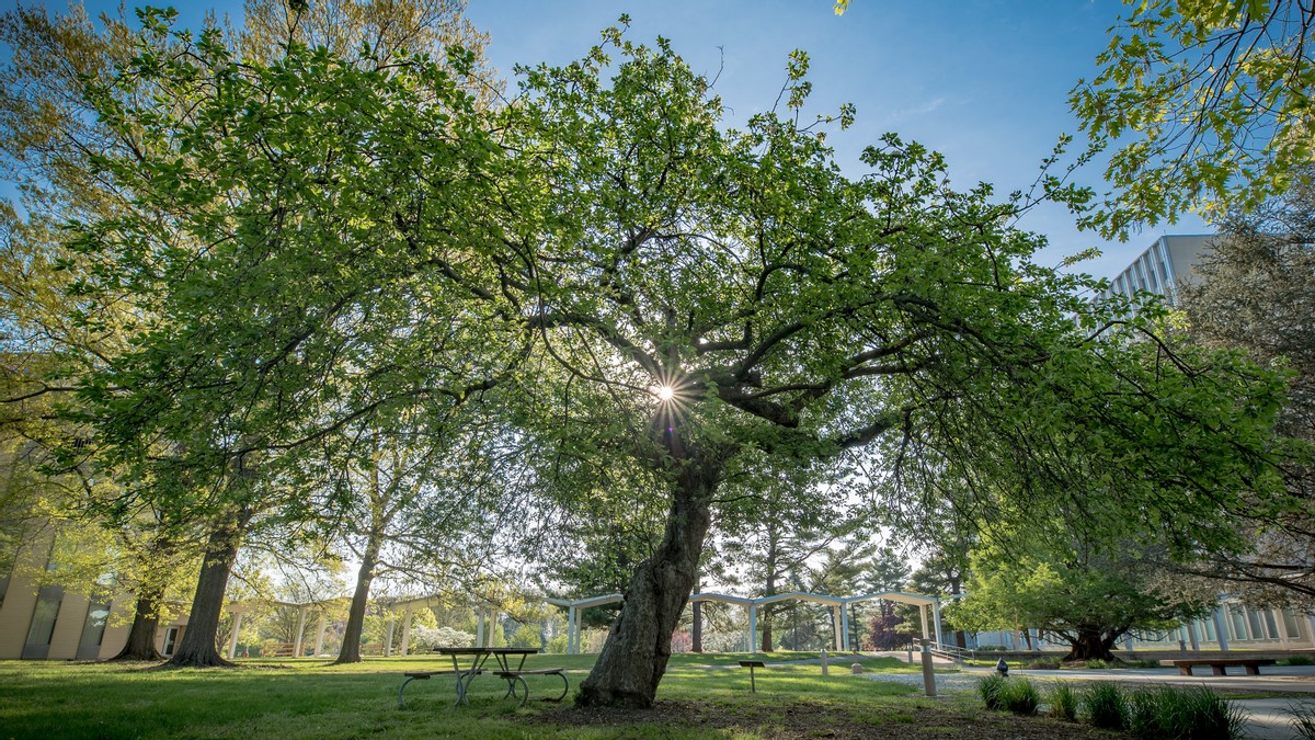 Isaac Newton und der Apfelbaum 🍎