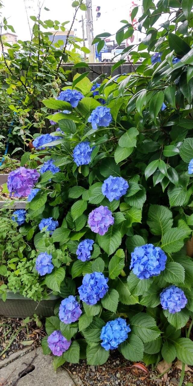 From My Garden 