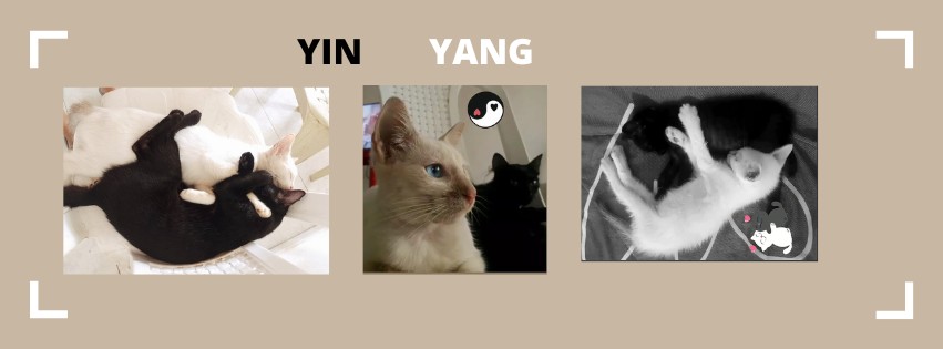 My cats Yin and Yang 