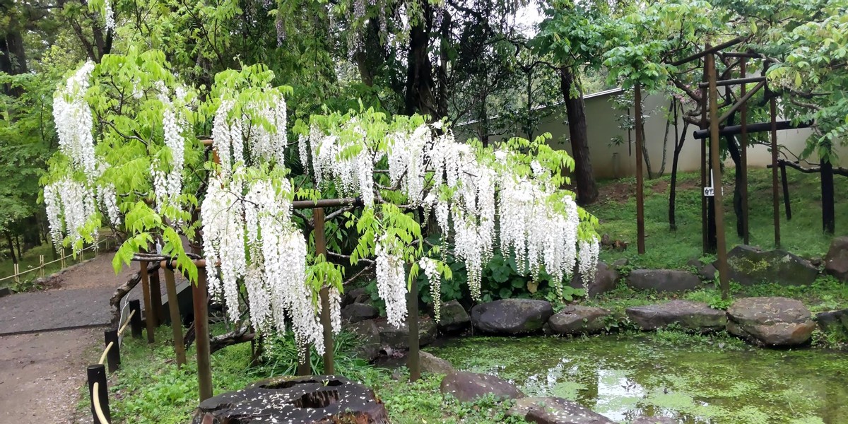 Sunazuri-no-fuji (Wisteria Floribunda) 