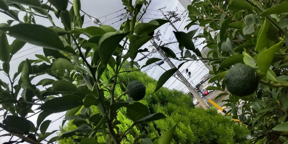 Yuzu (A Kind of Japanese Citrus) 