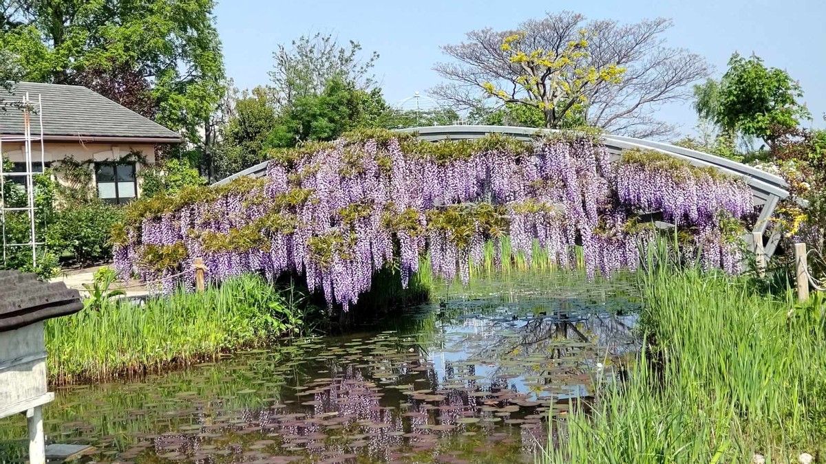 Botanical Garden in My Hometown, The Wisteria Edition