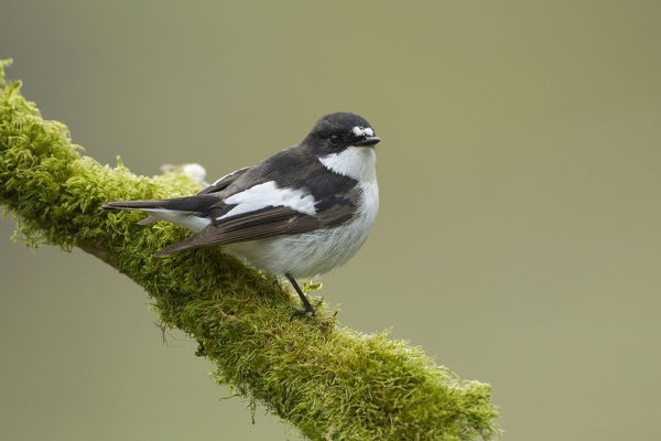 Pied Flycatchers