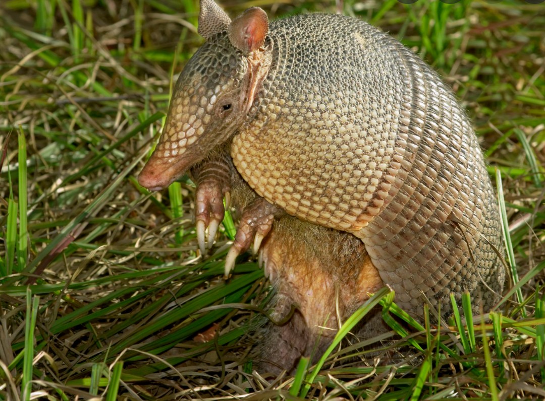 Armadillos de Julio