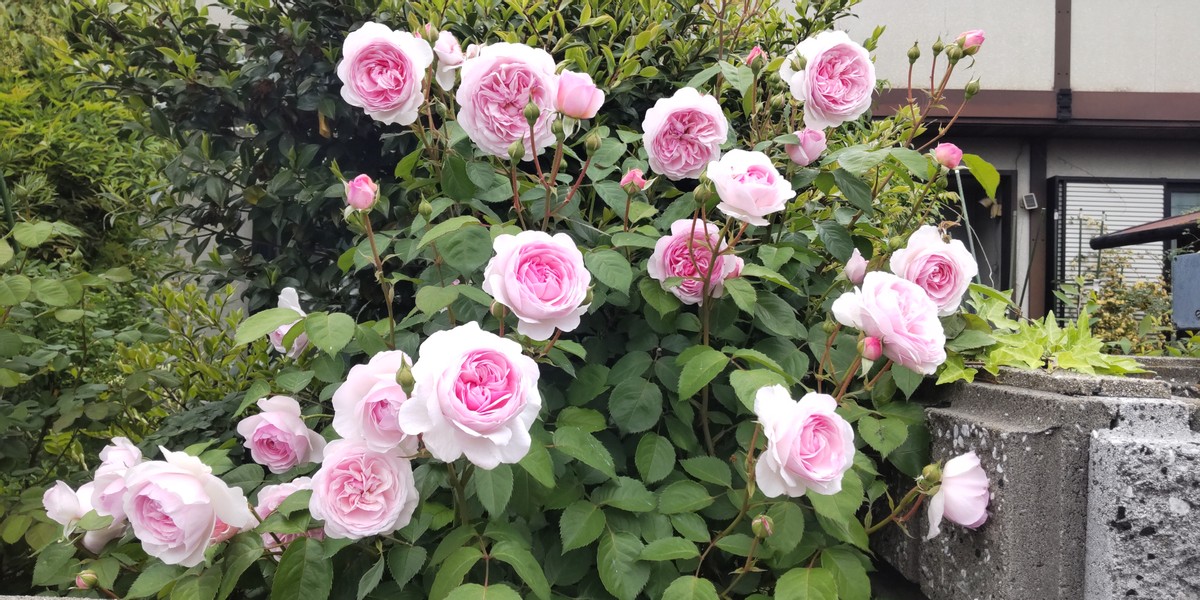 Pink in My Garden