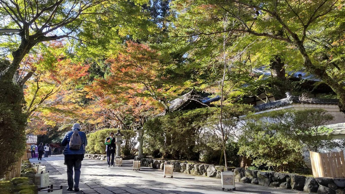 Leaves Changing color in Japan 