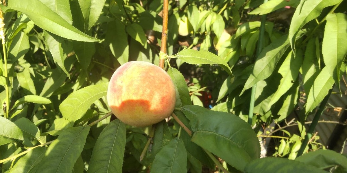 My Homegrown Peaches