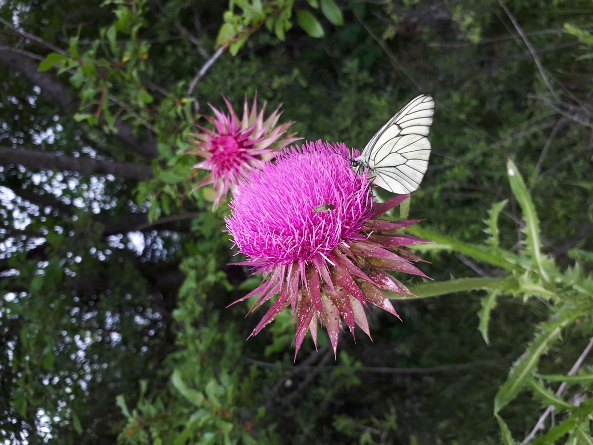 "butterfly "in different languages