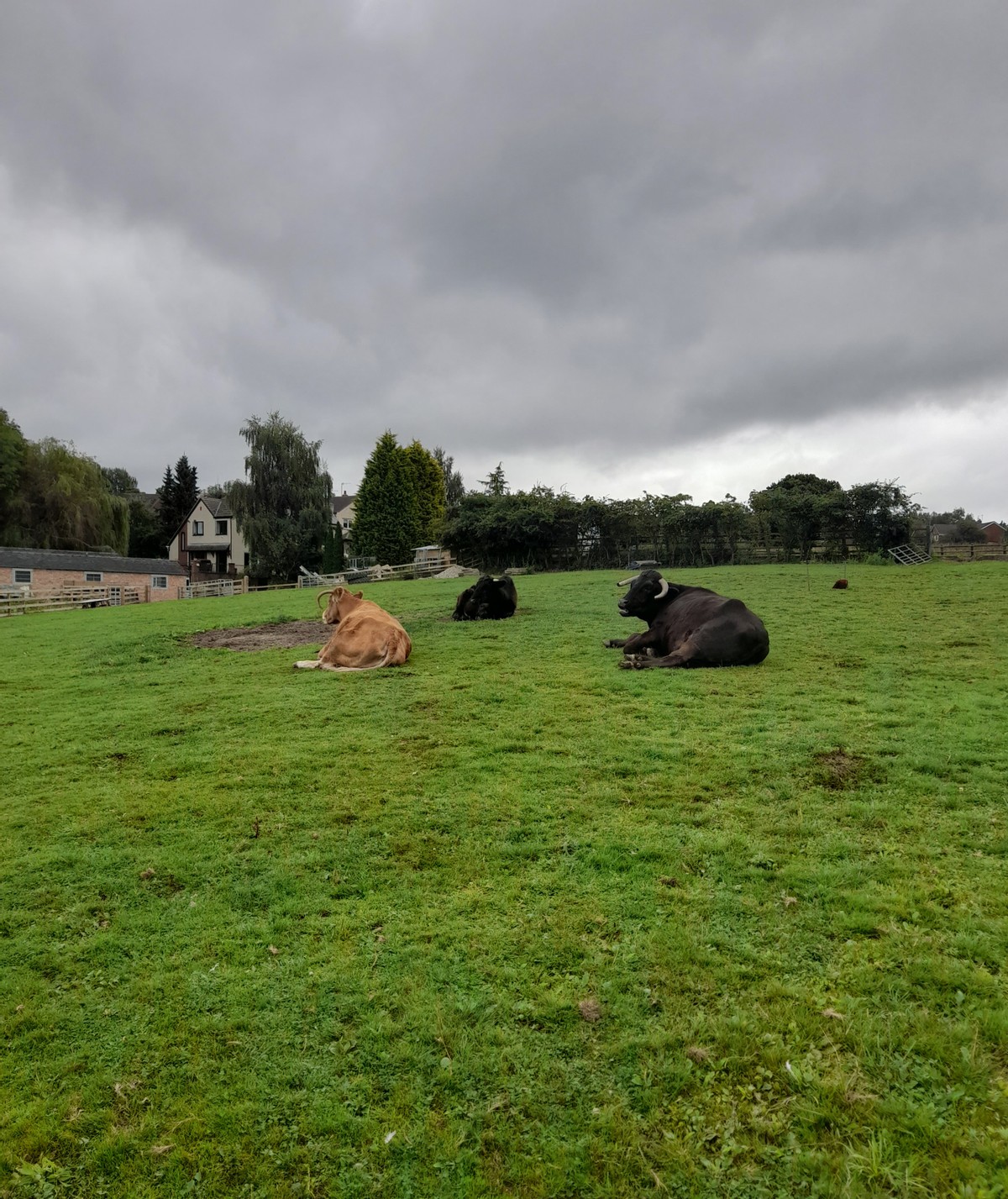 Un refuge pour animaux!