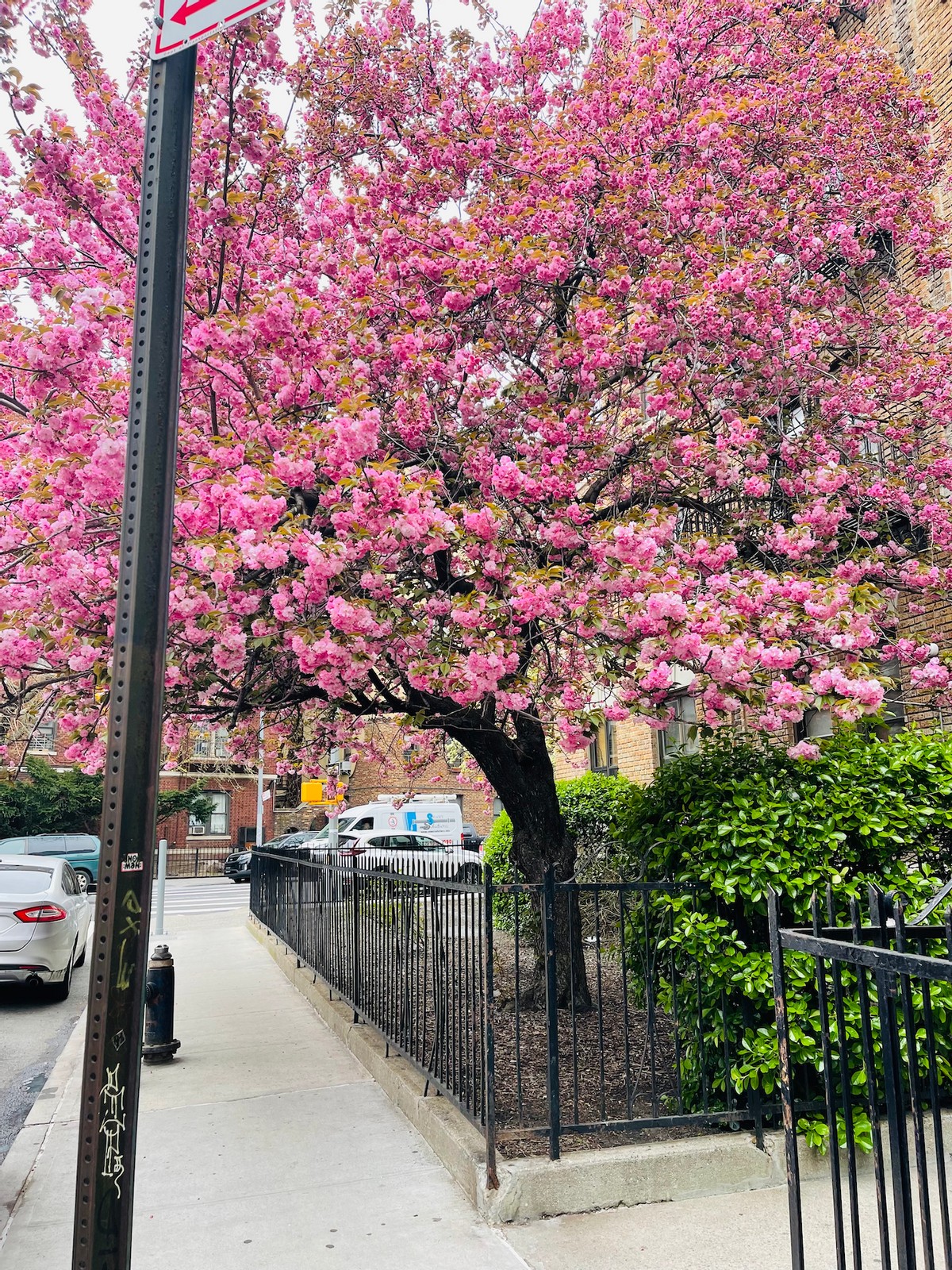 La Primavera a New York