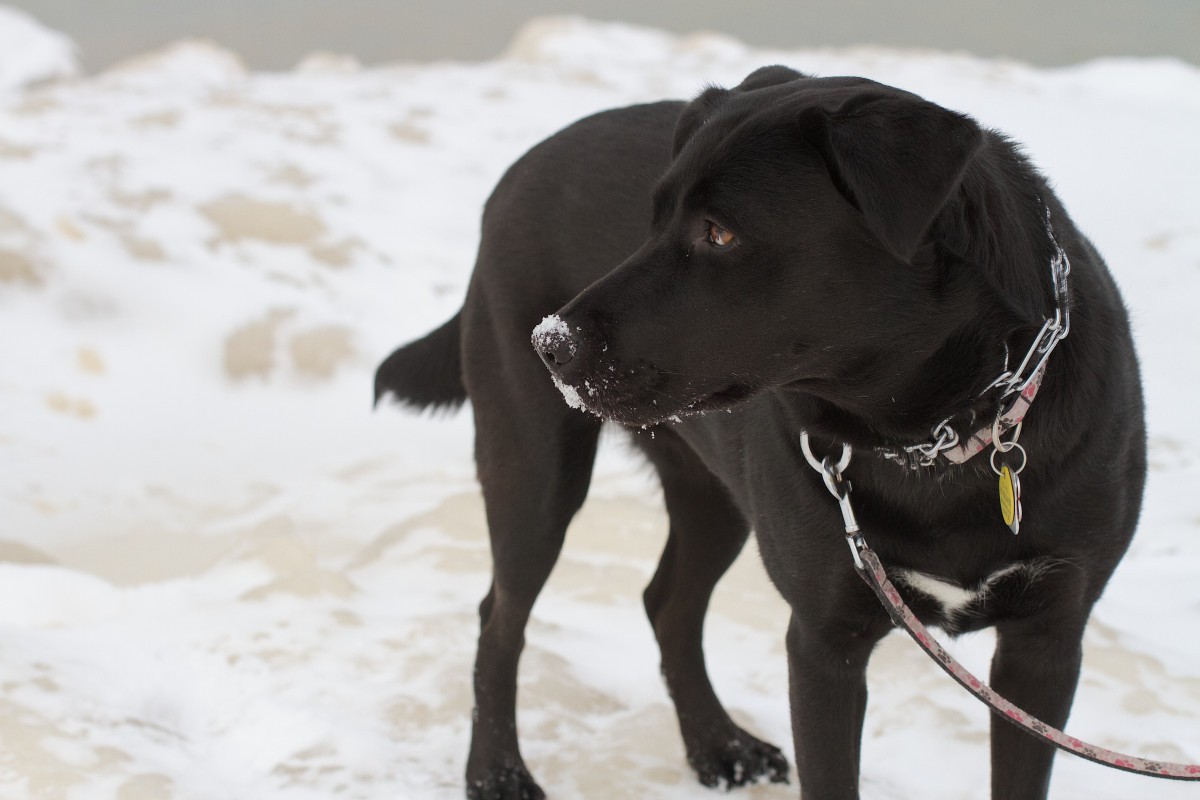 Snow and My Dog