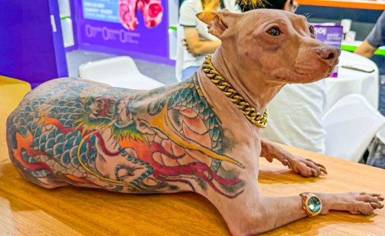 Animal Abuse 