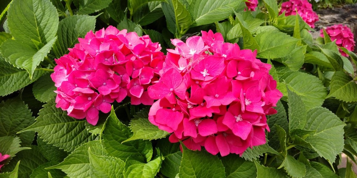 Lunch and Hydrangeas 
