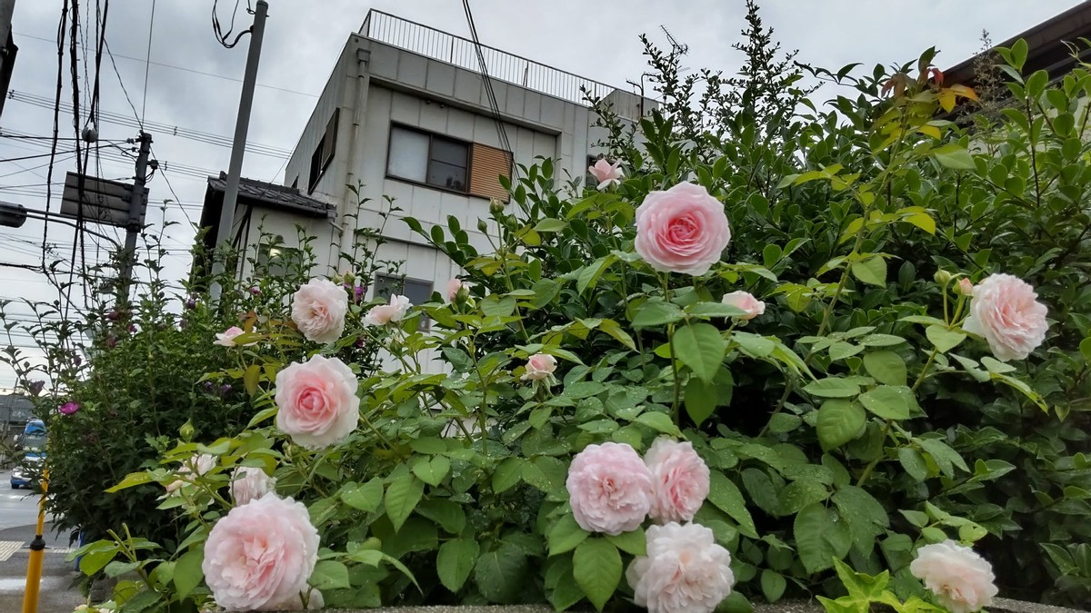 From My Garden Part 6  Early Summer Version 