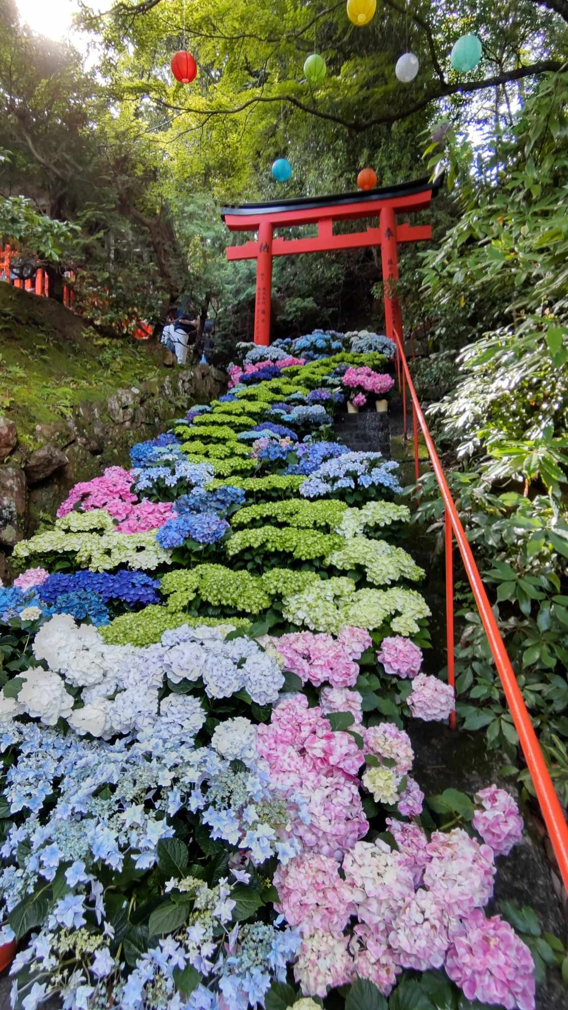 Hydrangeas in Youkokuji 