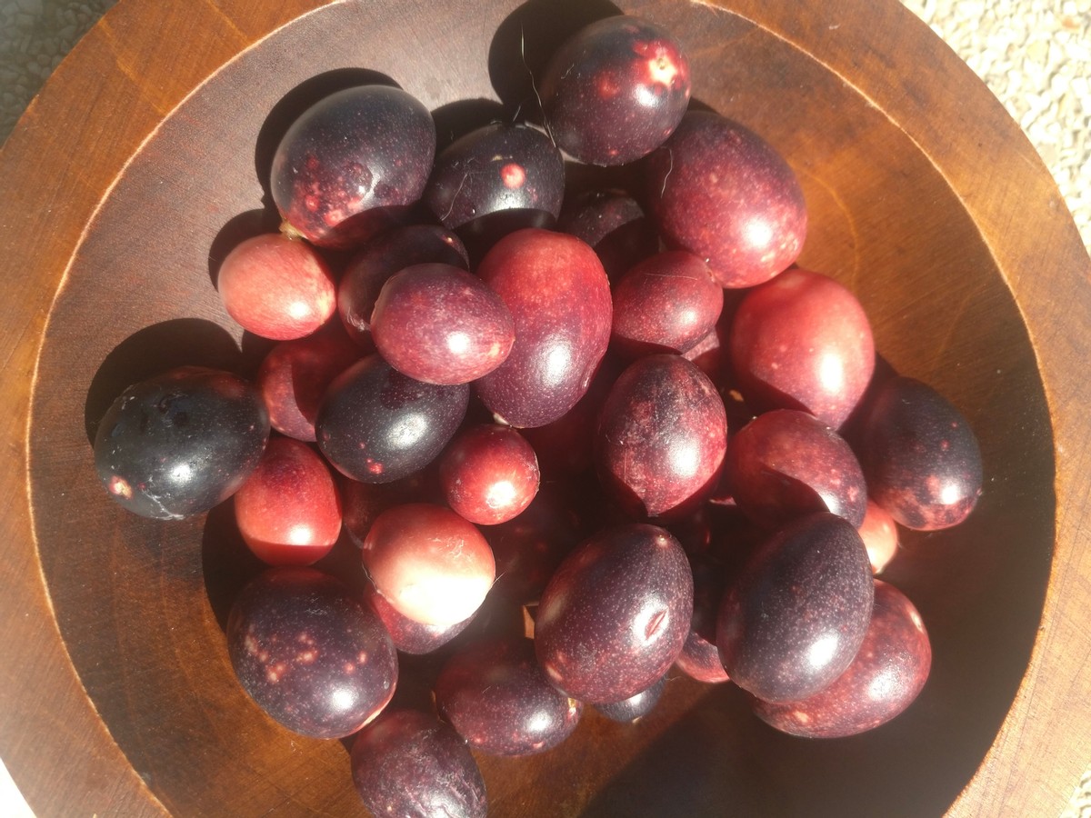 มะม่วงหาวมะนาวโห่ยังไม่ได้มา