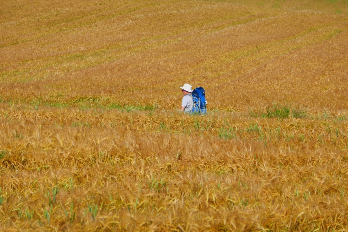 O Camiño Francés