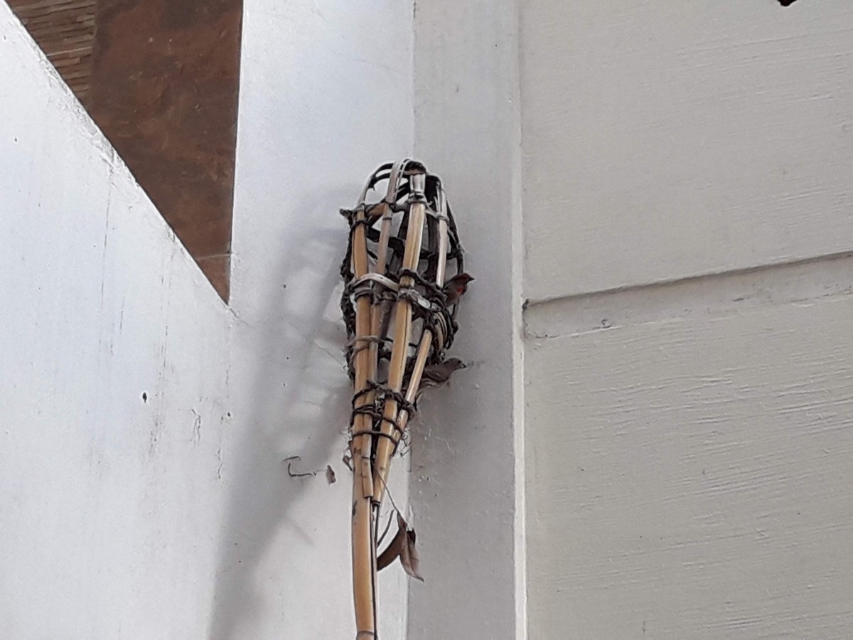 Vögel nisten vor meinem Fenster