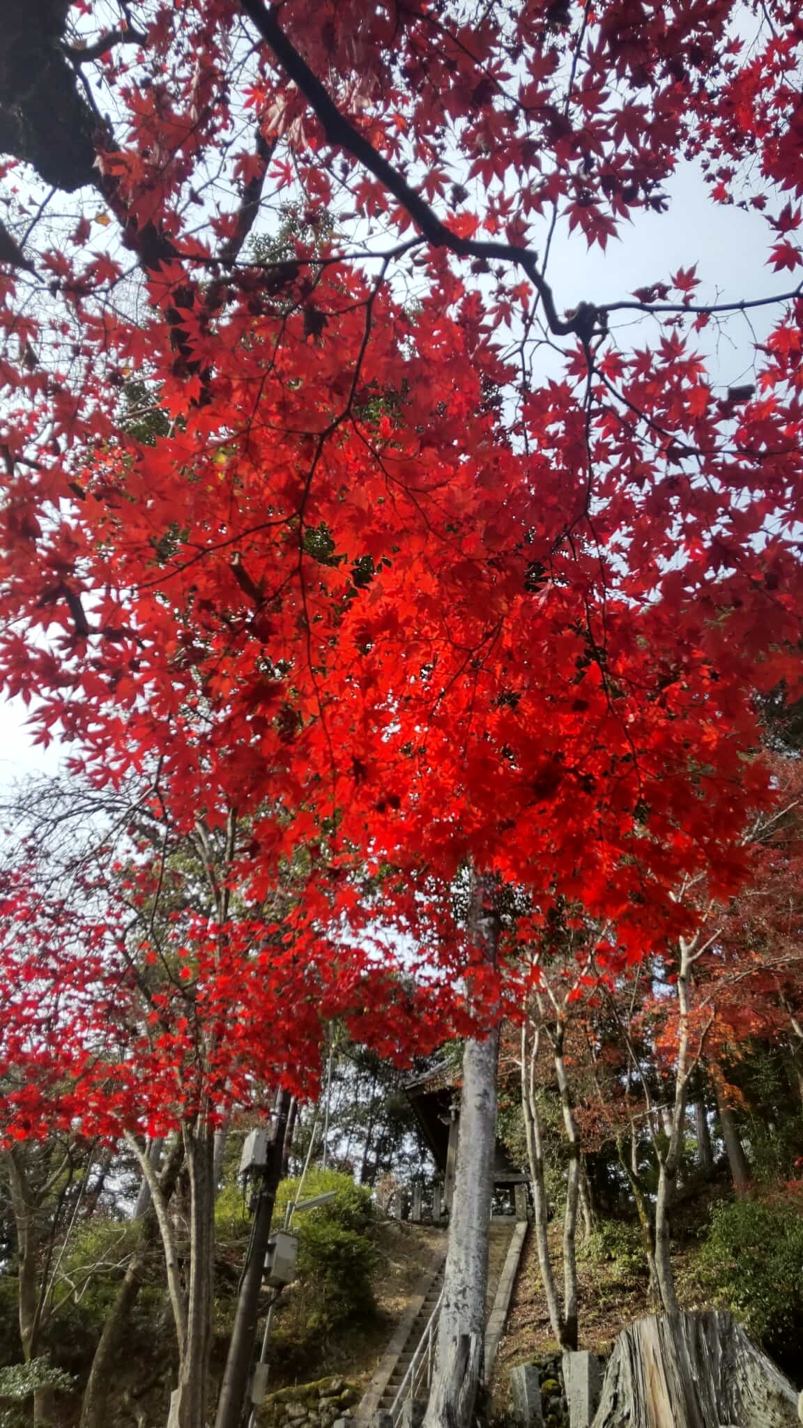 Changing Leaves: Part 2