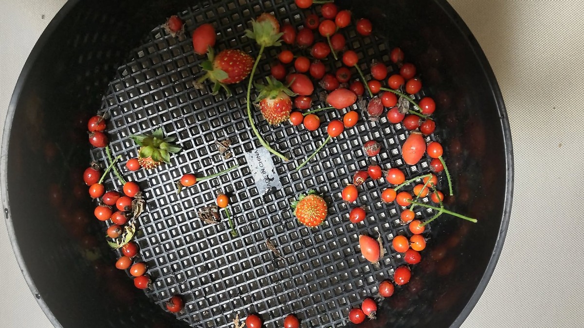 My Homegrown Rose hips 