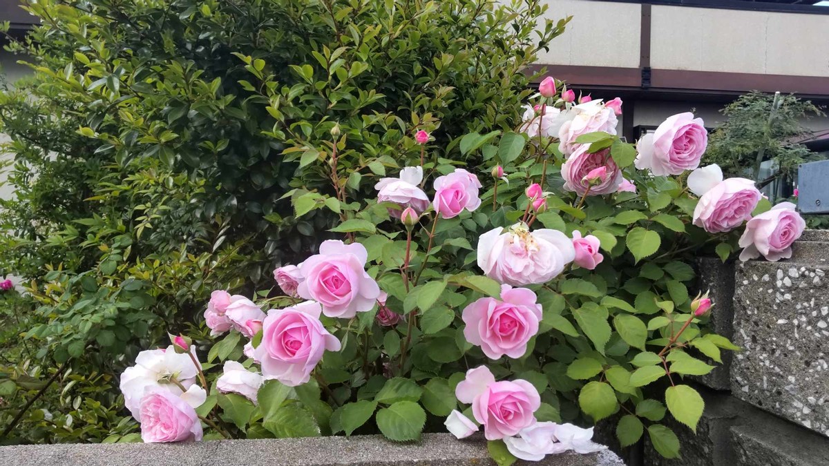 From My Garden Part 2