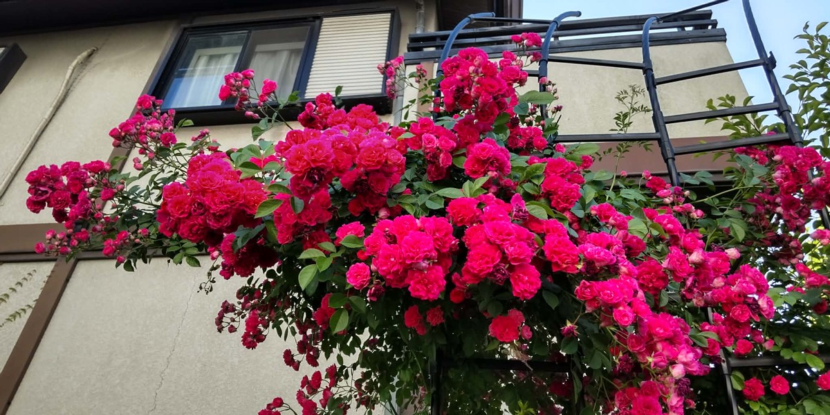 My Roses 