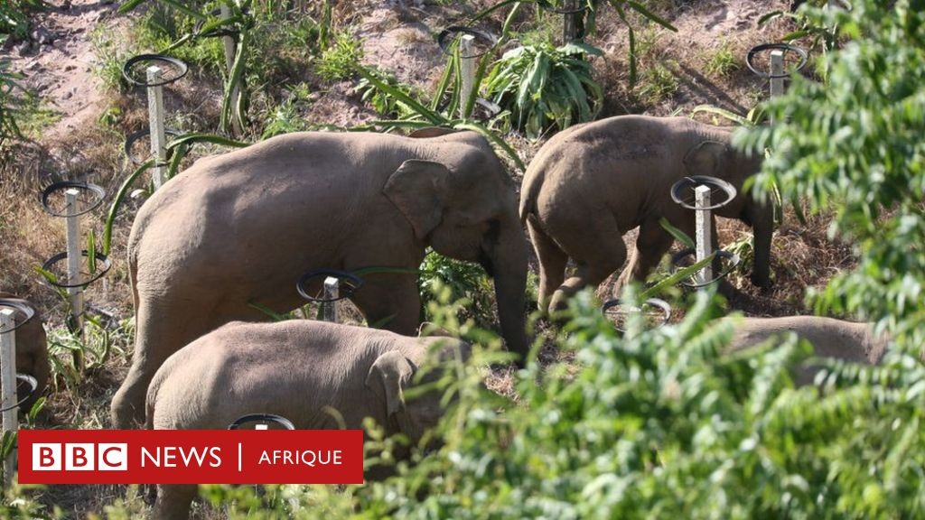 (Partie 2) Les éléphants d'Afrique menacés 