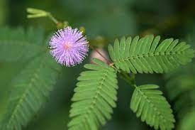 La Mimosa Pudica - una planta interesante 