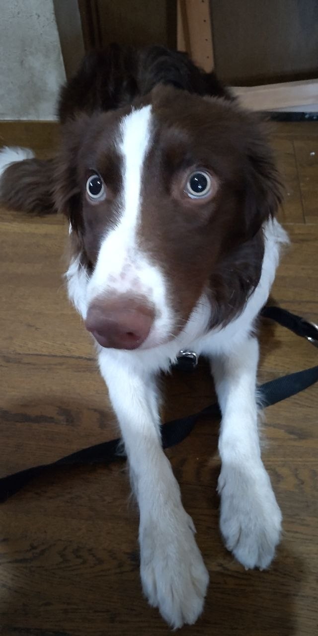 Are Your Pets Loyal to You? Part 2