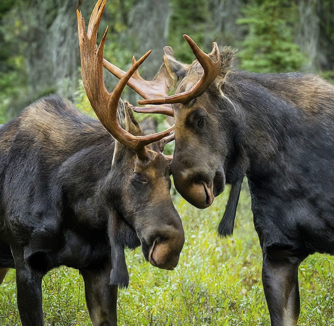 The Battle of the Moose