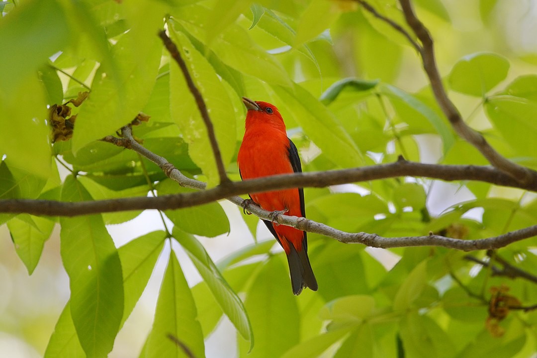 ¿Por qué observar pájaros?