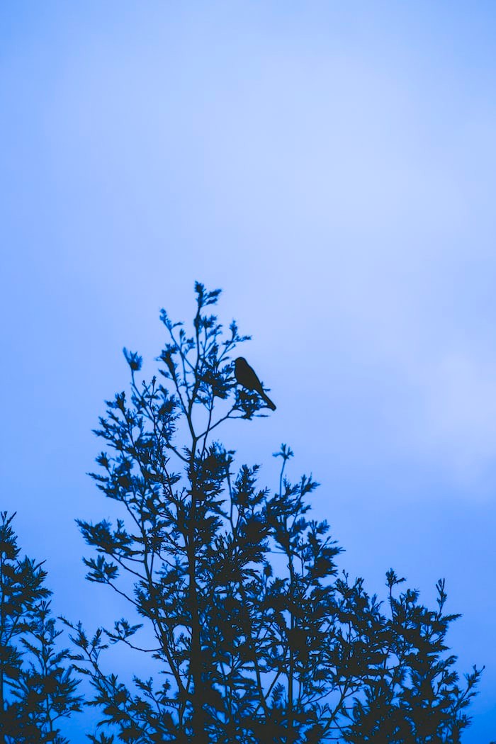 The Tree and The Bird