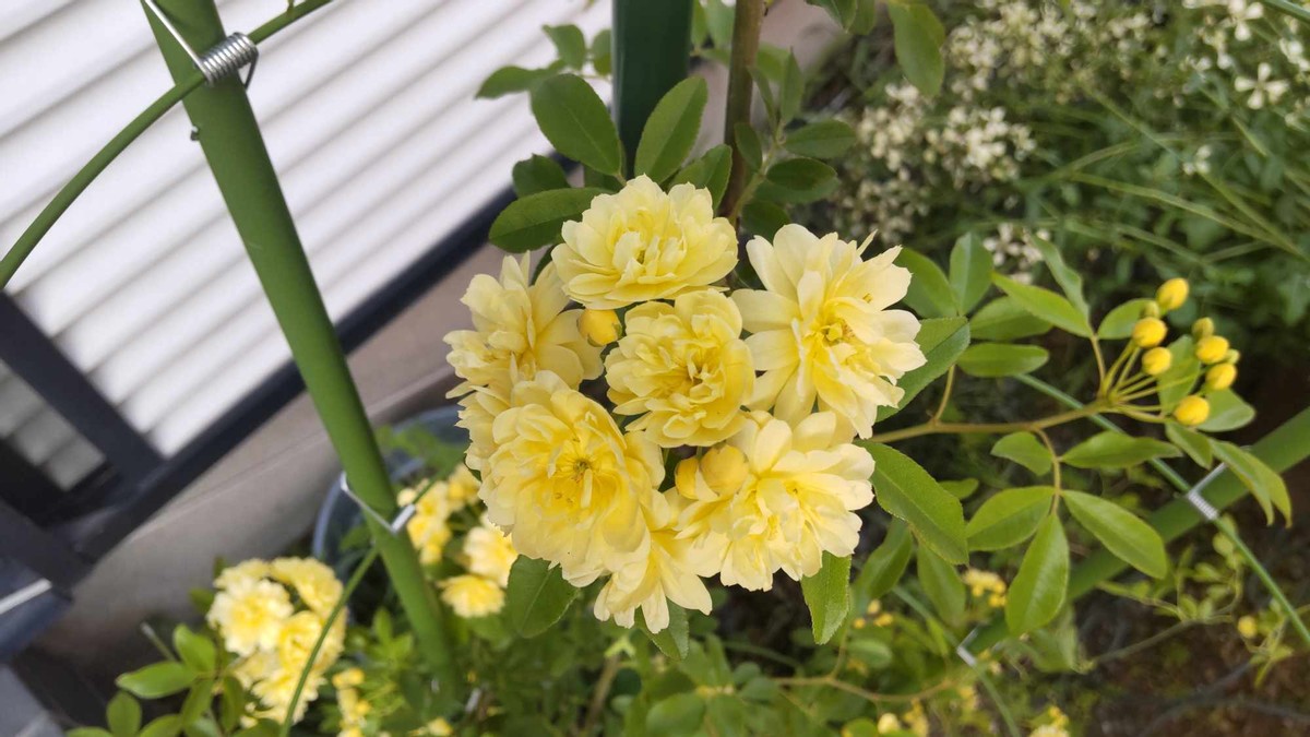 From My Garden Part 1