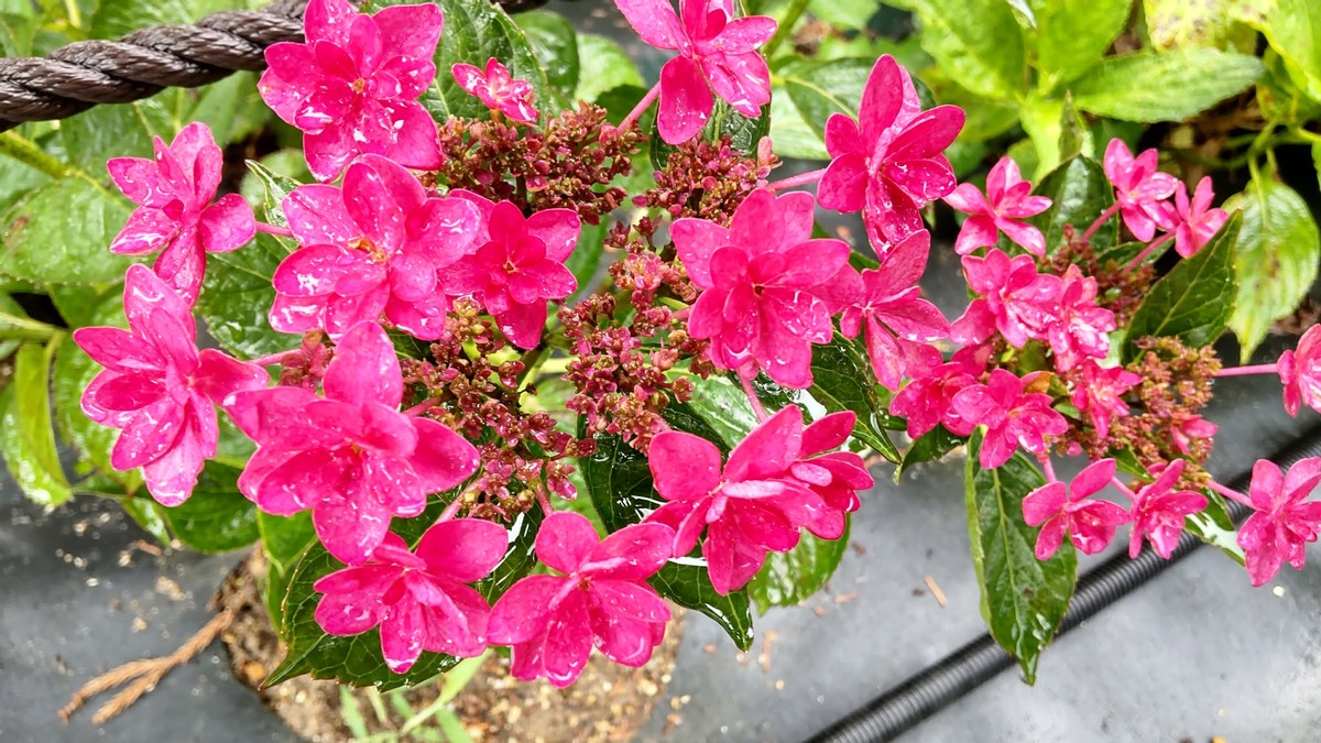 Hydrangeas in Rain 
