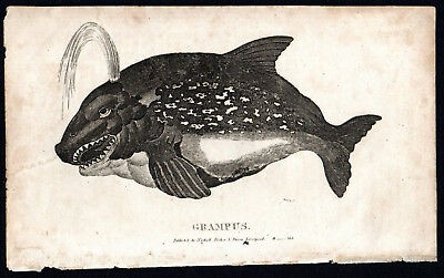 Grampus