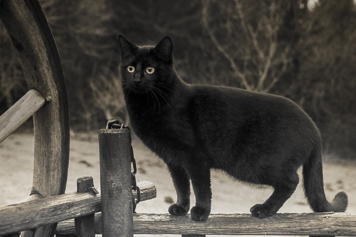 Supersticiones en dos países 