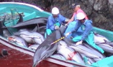 Unmasking the Atrocities of the Japanese Taiji Dolphin Hunt
