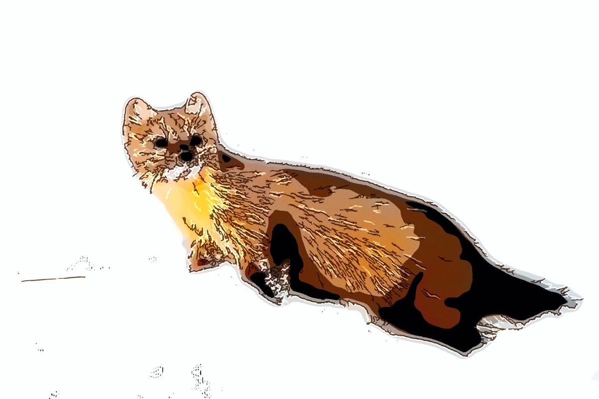 The Little Blue Creature