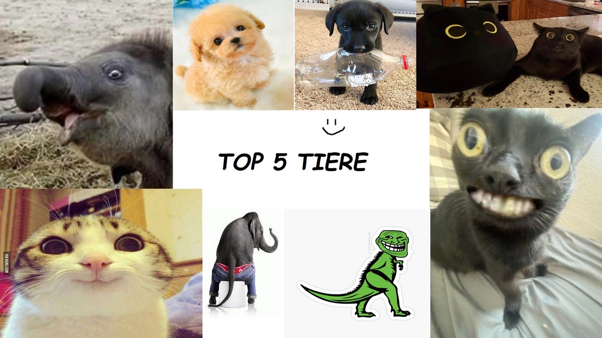 top 5 Tiere